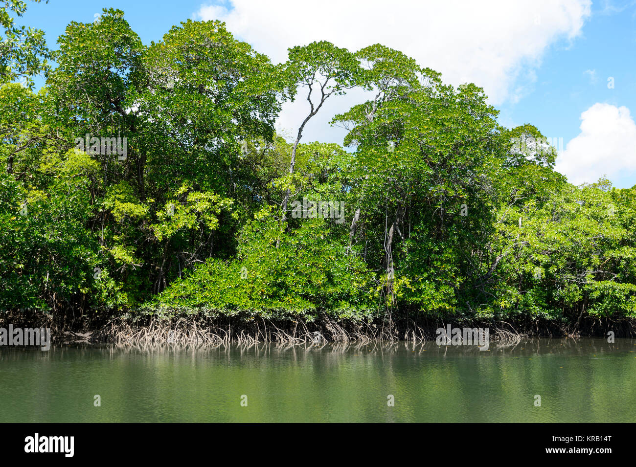 La foresta di mangrovie del Cooper Creek, Cape Tribulation, Parco Nazionale Daintree, estremo Nord Queensland, FNQ, QLD, Australia Foto Stock