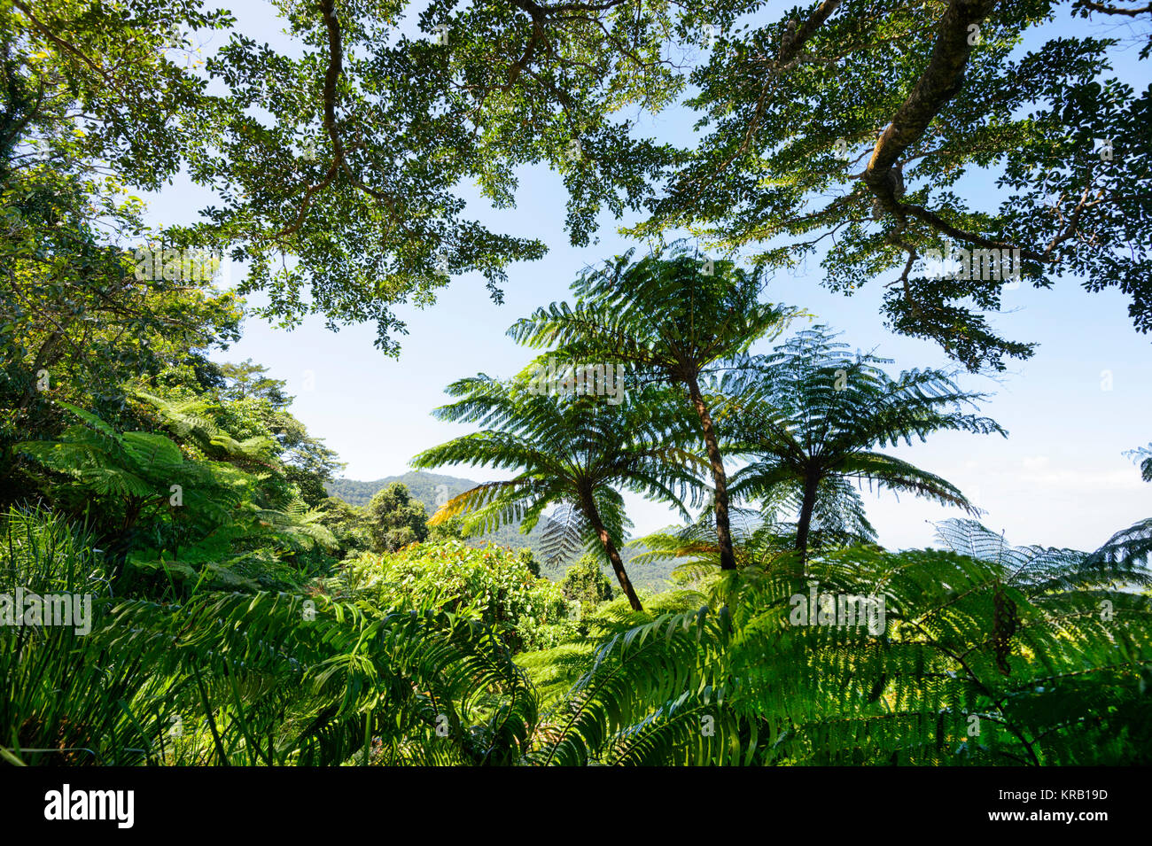 Vista della foresta pluviale dal gamma Alexandra Lookout, Cape Tribulation, Parco Nazionale Daintree, estremo Nord Queensland, FNQ, QLD, Australia Foto Stock