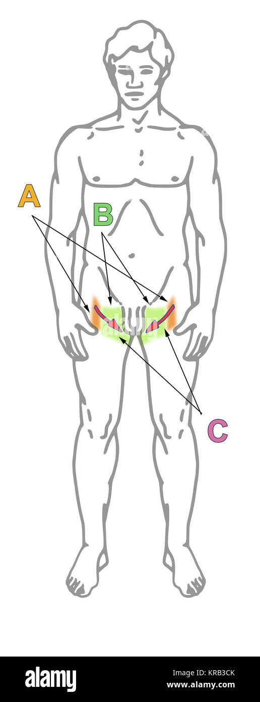 Reflex Cremasteric Foto Stock