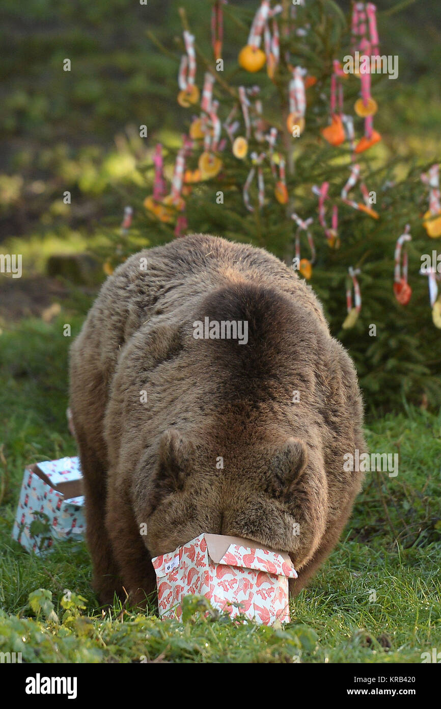 Orso bruno godono di un regalo di Natale ripieni con il loro snack preferito, a ZSL Whipsnade Zoo in Dunstable, Bedfordshire. Foto Stock