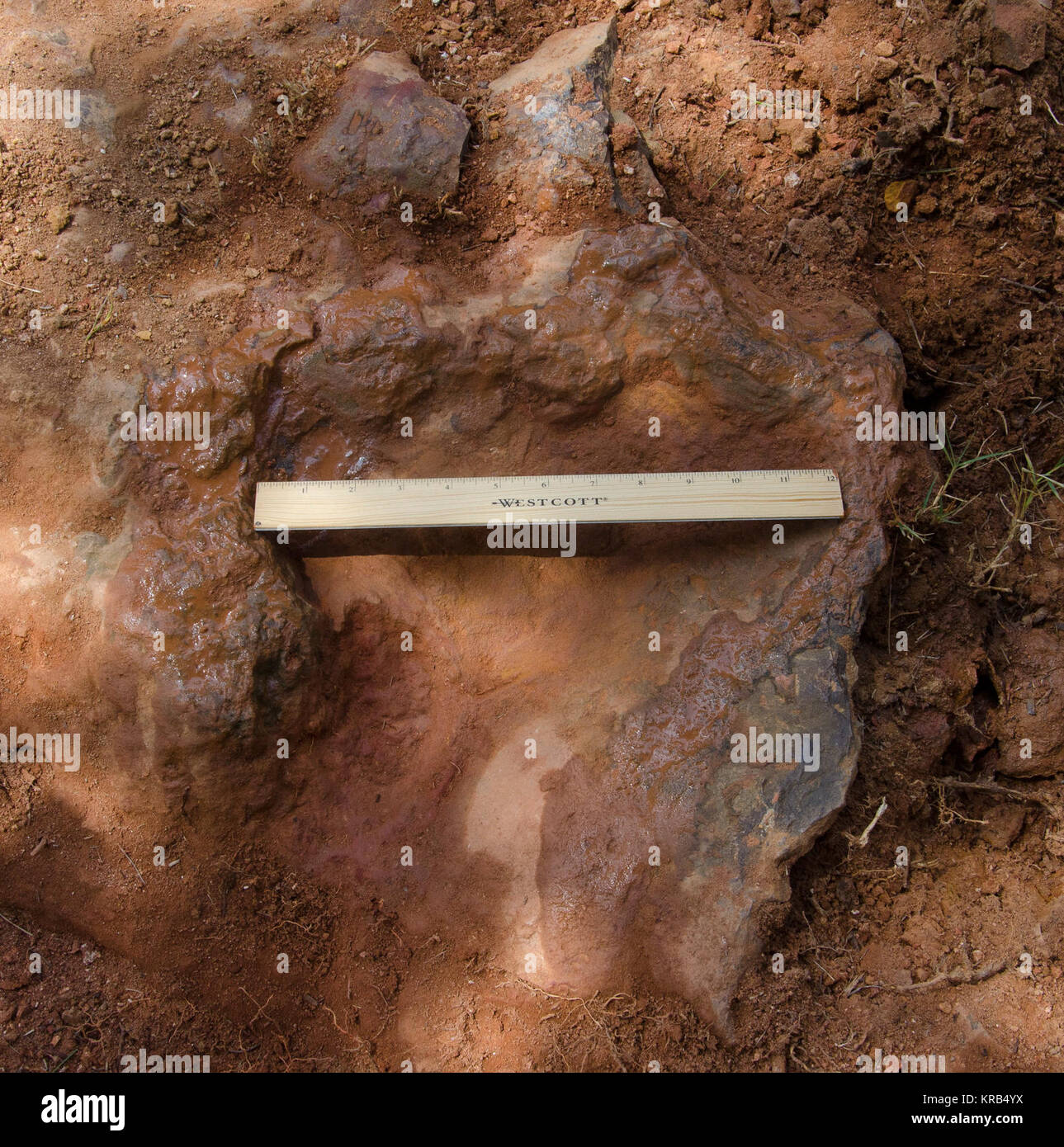 Questa impronta mostra la parte posteriore destra al piede di un nodosaur - un basso-espulso, foglia spinosa-eater - apparentemente muovendo in fretta come il tallone non ha pienamente stabilirsi nel cretaceo fango, secondo dinosauro tracker Ray Stanford. Si è trovato recentemente in NASA Goddard Space Flight Center campus e viene conservato per studio. Questa impronta mostra la parte posteriore destra al piede di un nodosaur - un basso-espulso, foglia spinosa-eater - apparentemente muovendo in fretta come il tallone non ha pienamente stabilirsi nel cretaceo fango, secondo dinosauro tracker Ray Stanford. Si è trovato recentemente in NASA Goddard Space Flight Center un campus Foto Stock