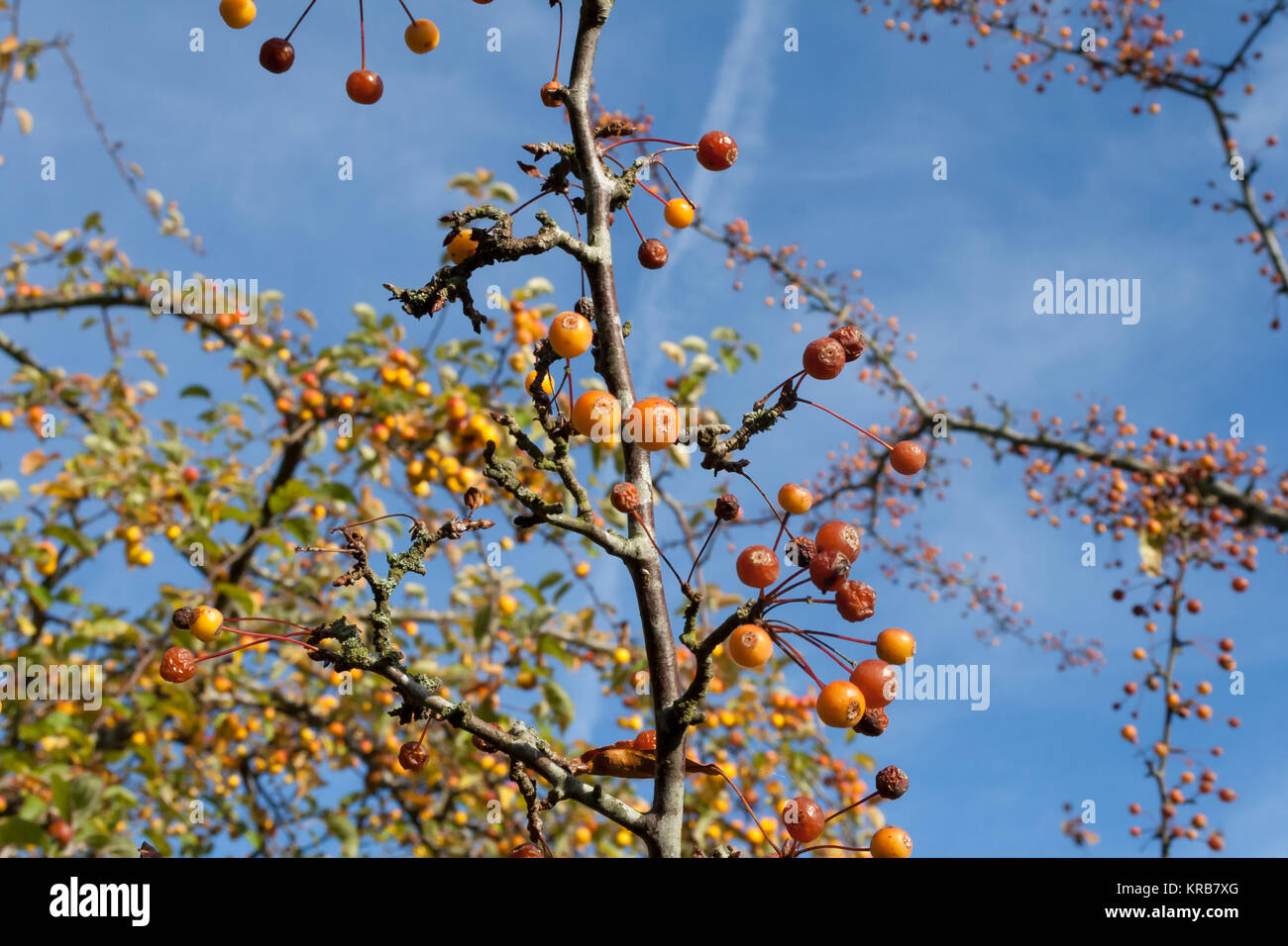 Crab Apple alberi, Nellemanns giardino, Saeby, Danimarca Foto Stock