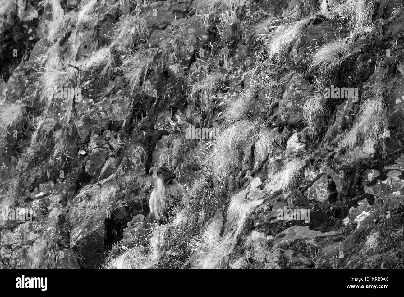 L'immagine di Himalayan tahr (Hemitragus jemlahicus) a Tungnath, Chopta, Uttrakhand, Himalaya, India Foto Stock
