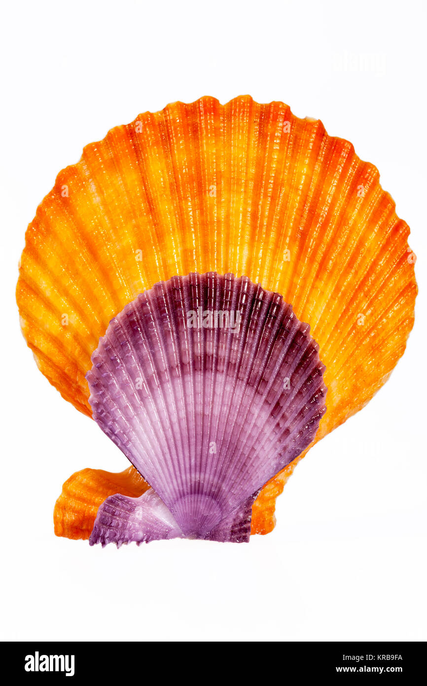 Conchiglie colorate di mollusco isolati su sfondo bianco Foto Stock