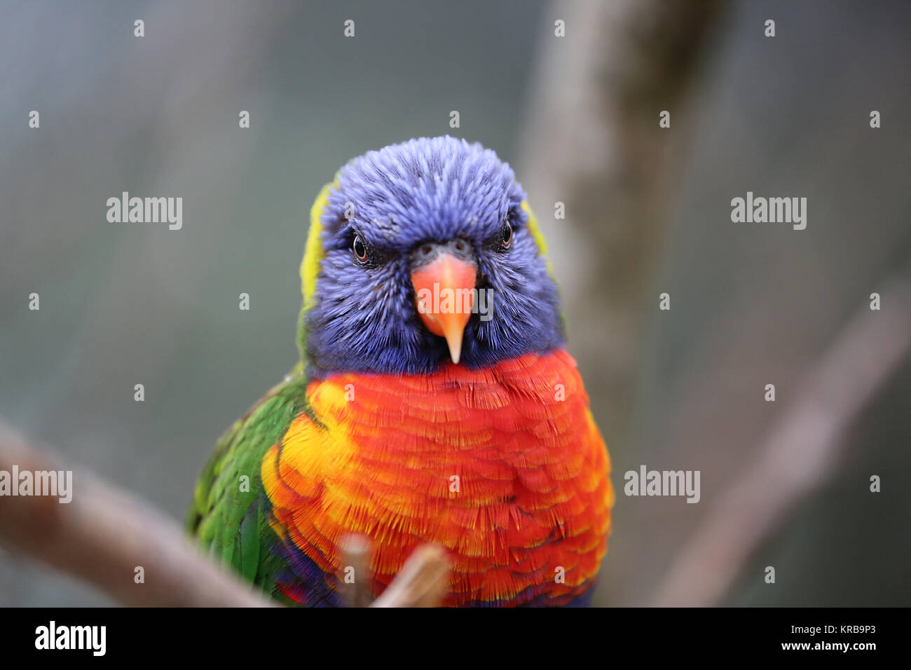 Rainbow Lorikeet Closeup Foto Stock