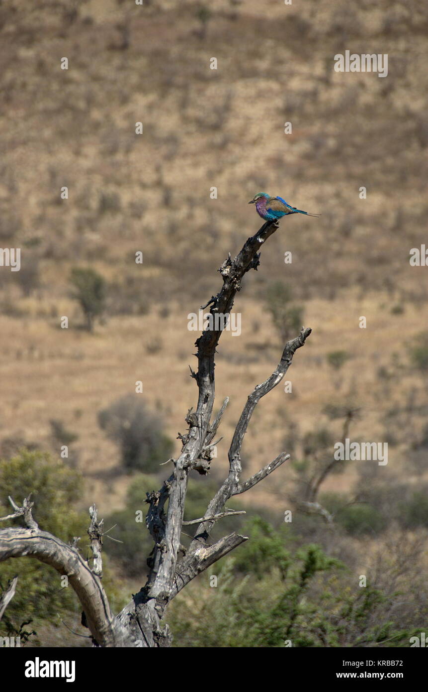 Lilac breasted uccello a rullo al Parco Nazionale di Pilanesberg, Nord Ovest Provinve, Sud Africa Foto Stock