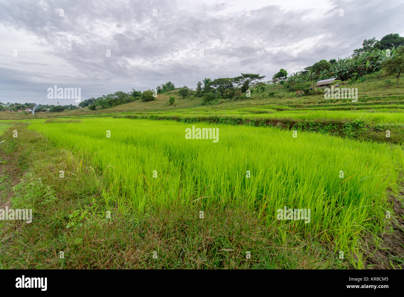 Fattoria di riso a Capas , Filippine Foto Stock