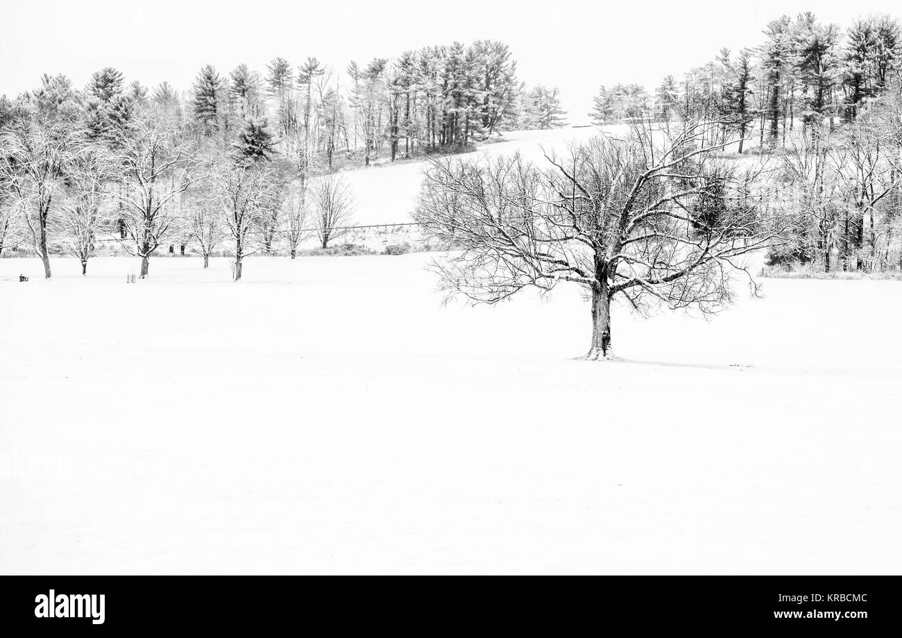Incantevole inverno in bianco e nero paesaggi con un campo coperto di neve e gli alberi sullo sfondo Foto Stock