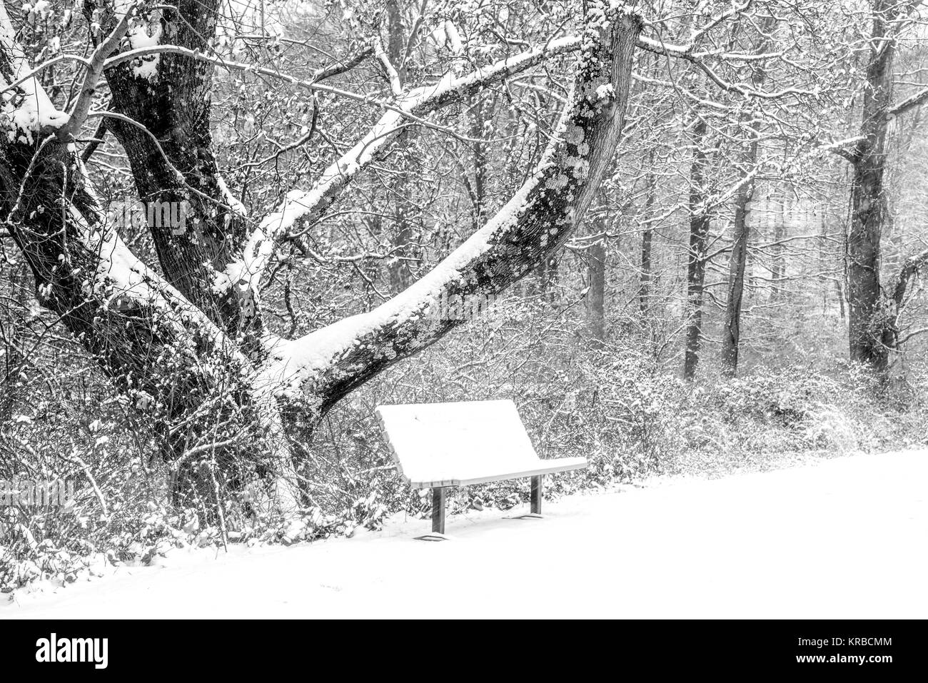 Bianco e nero paesaggio invernale con una panca coperta di neve sotto l'albero Foto Stock