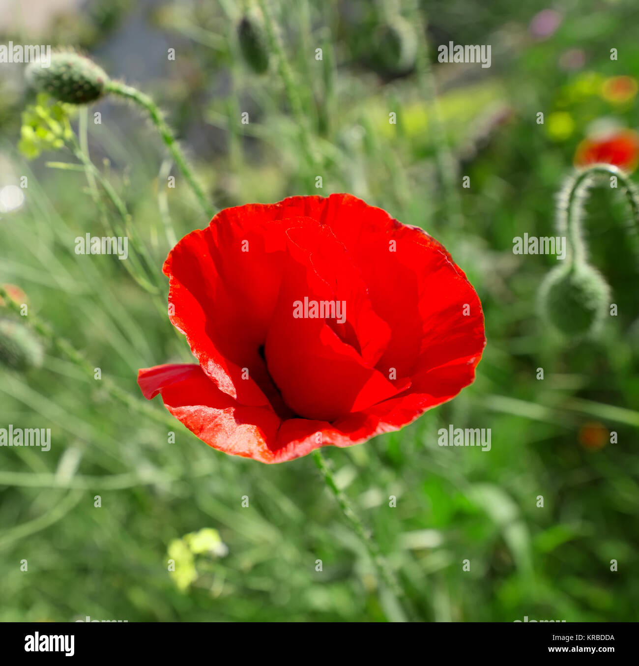 fiore del papavero Foto Stock