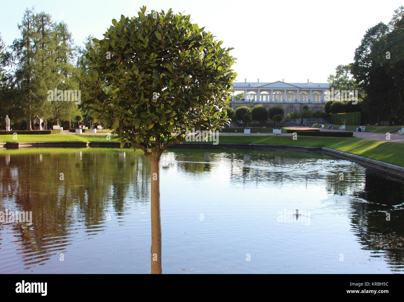 Estate sunny Swan Lake con riflessioni e verde albero rotondo in Catherine park, Pushkin, San Pietroburgo Foto Stock