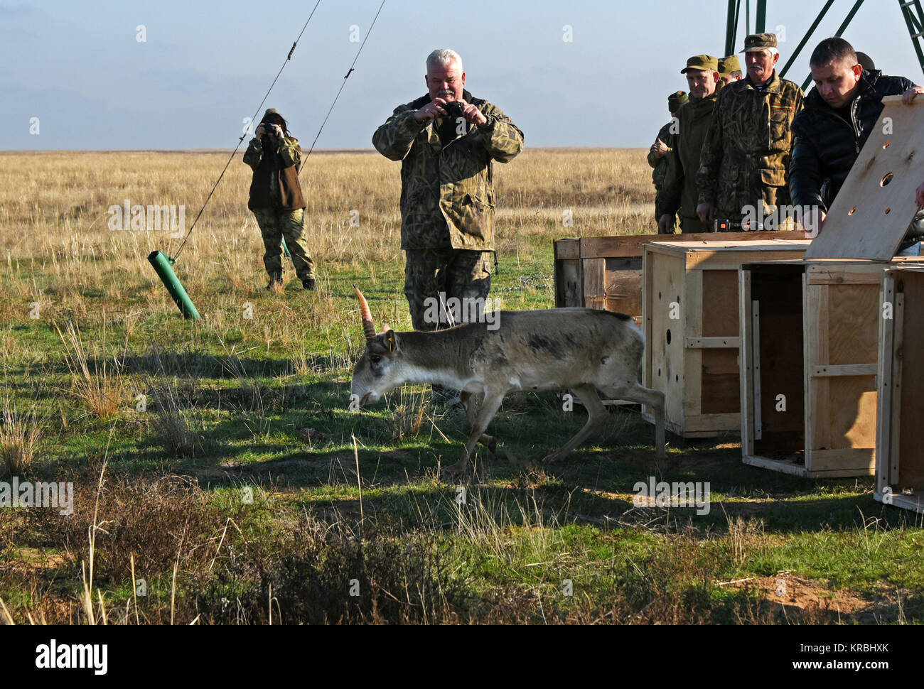 Saiga tatarica antelope dalla fattoria è stato rilasciato per la selvaggia nella riserva di steppa 'Stepnoy' nella regione di Astrakhan, Russia. Foto Stock