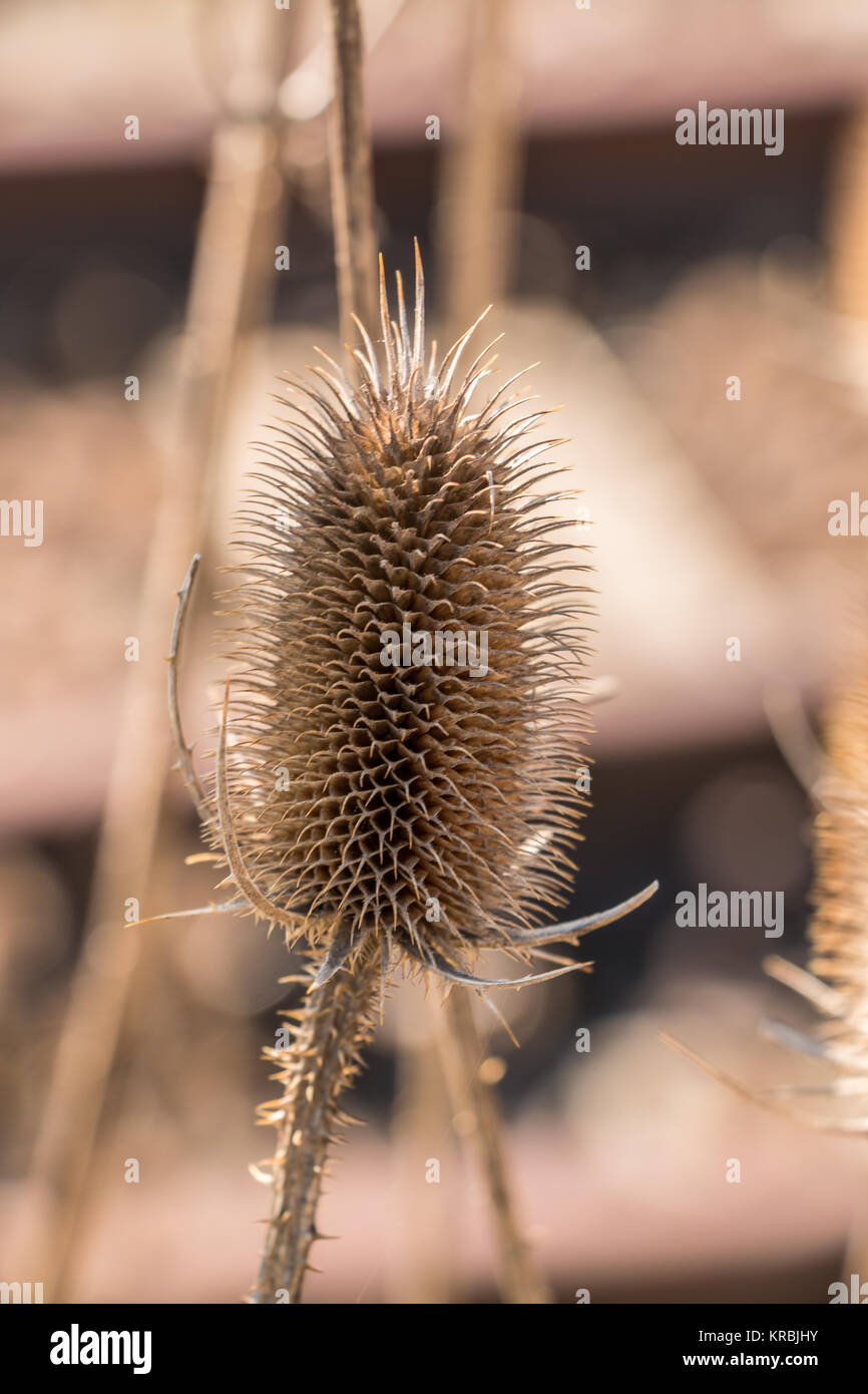 Marrone secco thistle vicino dalle rotaie Foto Stock