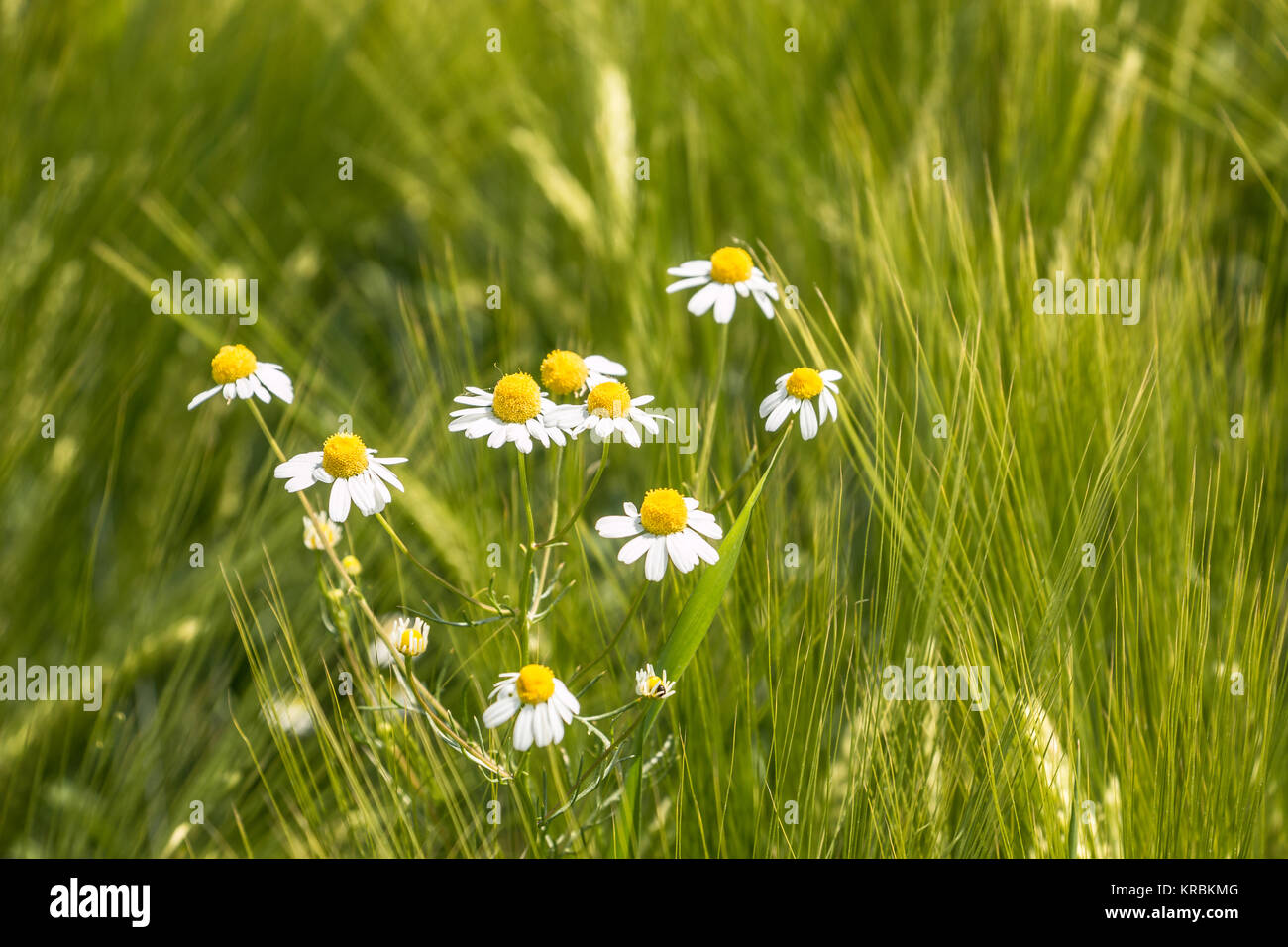 Fiori di colore bianco su un grande campo verde di grano Foto Stock