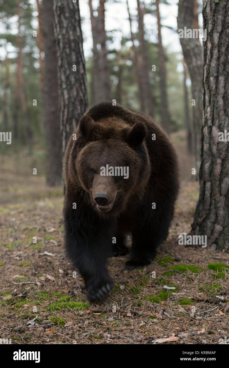 Orso bruno / Braunbaer ( Ursus arctos ) a piedi attraverso una foresta aperta, incontro ravvicinato, l'Europa. Foto Stock