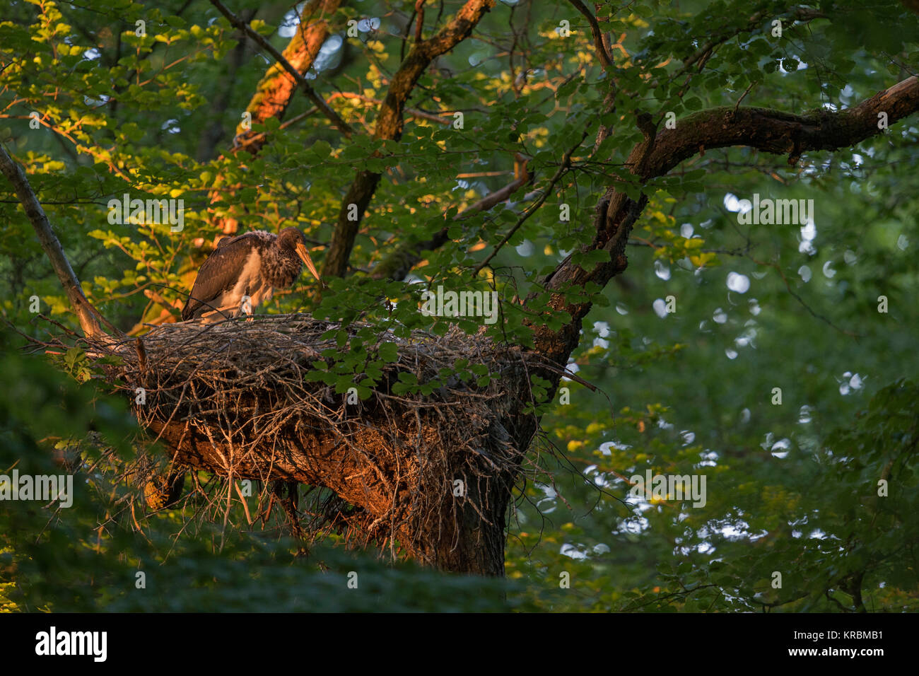 Cicogna Nera ( Ciconia nigra ), cresciuti pulcino, moulting piumaggio, in piedi nel suo nido, nido d'aquila in un bosco di faggi, ultima luce del giorno, l'Europa. Foto Stock