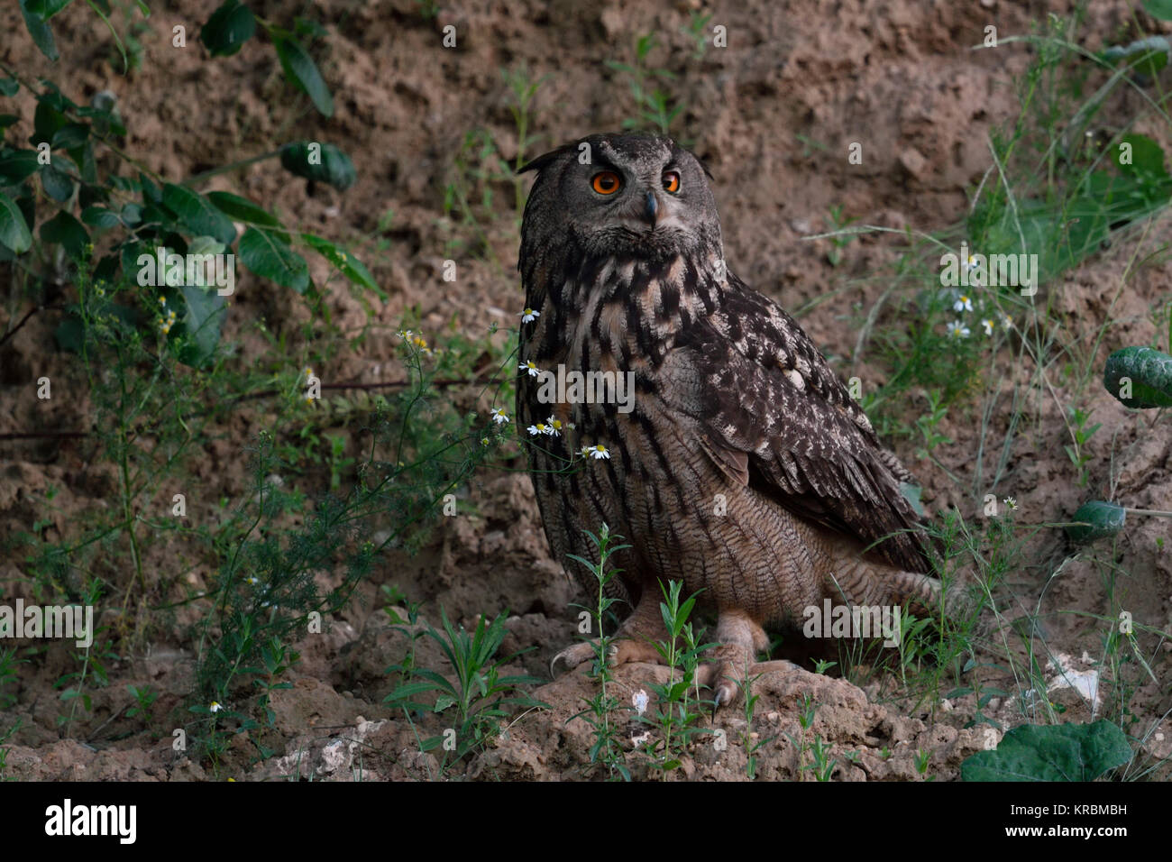 Gufo reale / Europaeischer Uhu ( Bubo bubo ), adulto, seduto in una pendenza di una buca di sabbia, guardando, arancio brillante occhi, al tramonto, la fauna selvatica, Europa Foto Stock