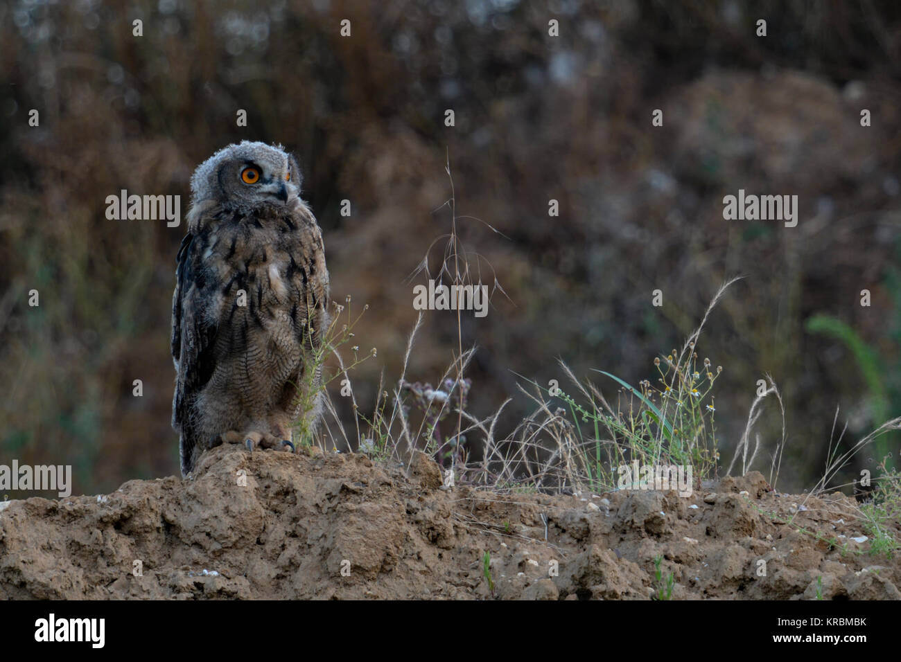 Gufo reale (Bubo bubo ), moulting giovani bird, sorge sulla scarpata di una vecchia cava, sembra coraggioso, al tramonto, wildife, l'Europa. Foto Stock