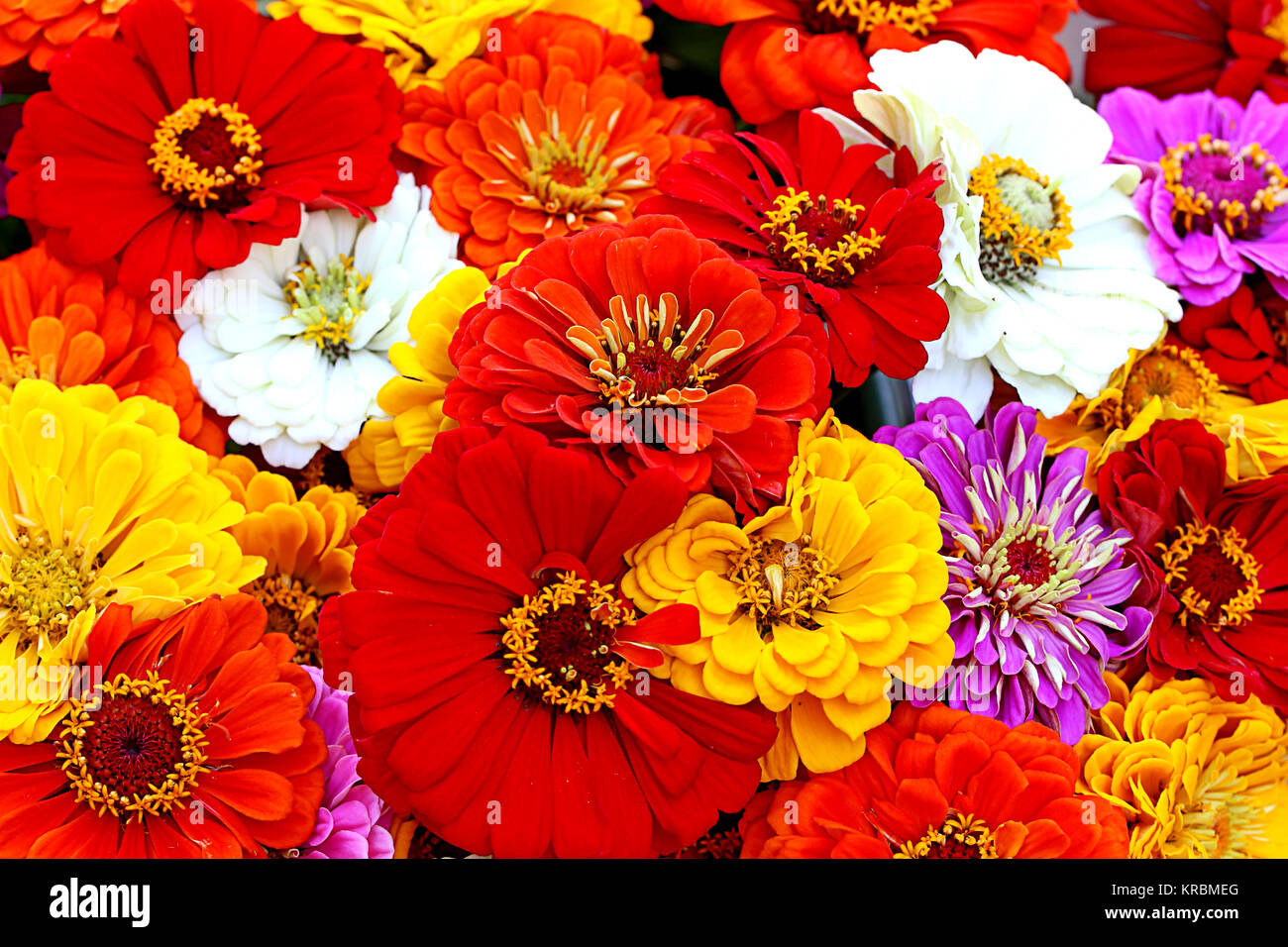 Coloratissimo bouquet di zinnias Foto Stock
