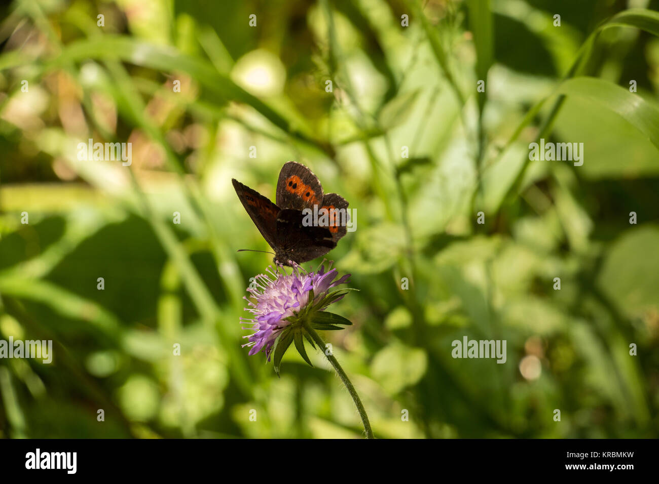Farfalla sul fiore violaceo sul prato verde Foto Stock
