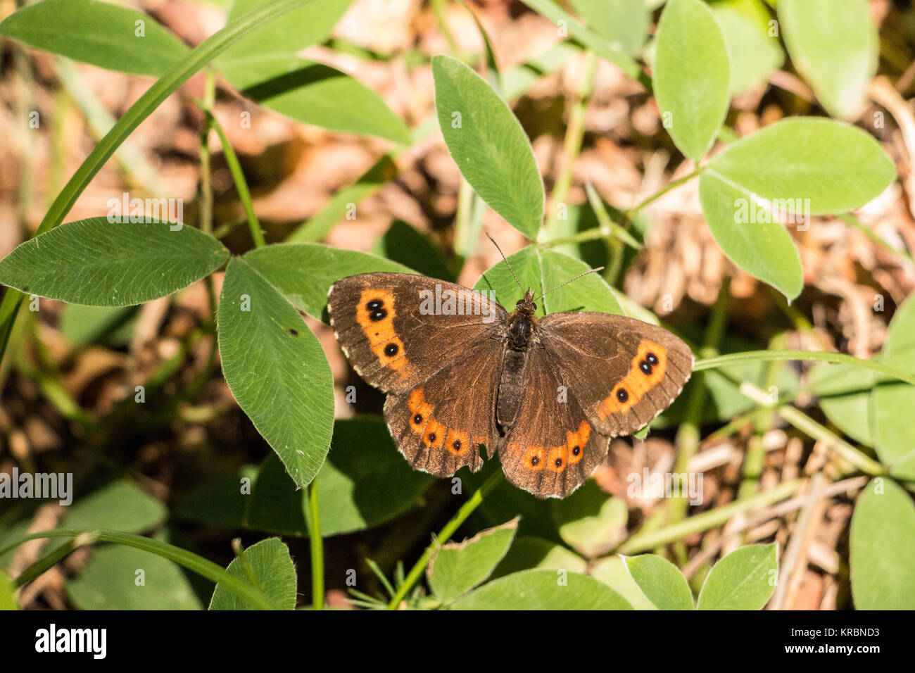 Butterfly su foglie verdi sul suolo della foresta Foto Stock