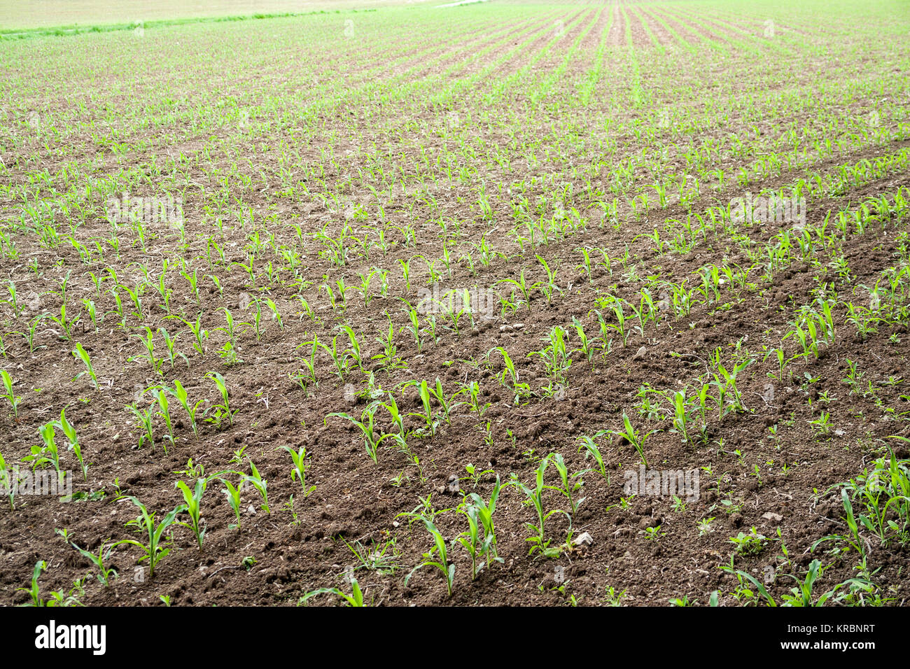 Sunny farmland scenario Foto Stock