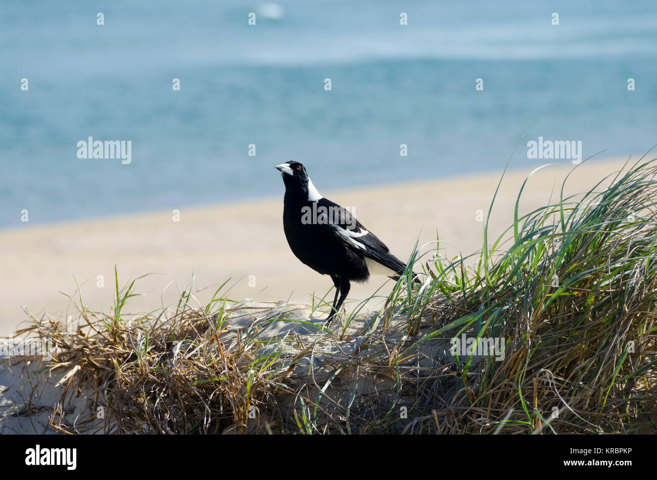 Gazza sulla duna di sabbia, Wairo Beach, Lake Tabourie, Nuovo Galles del Sud, Australia Foto Stock