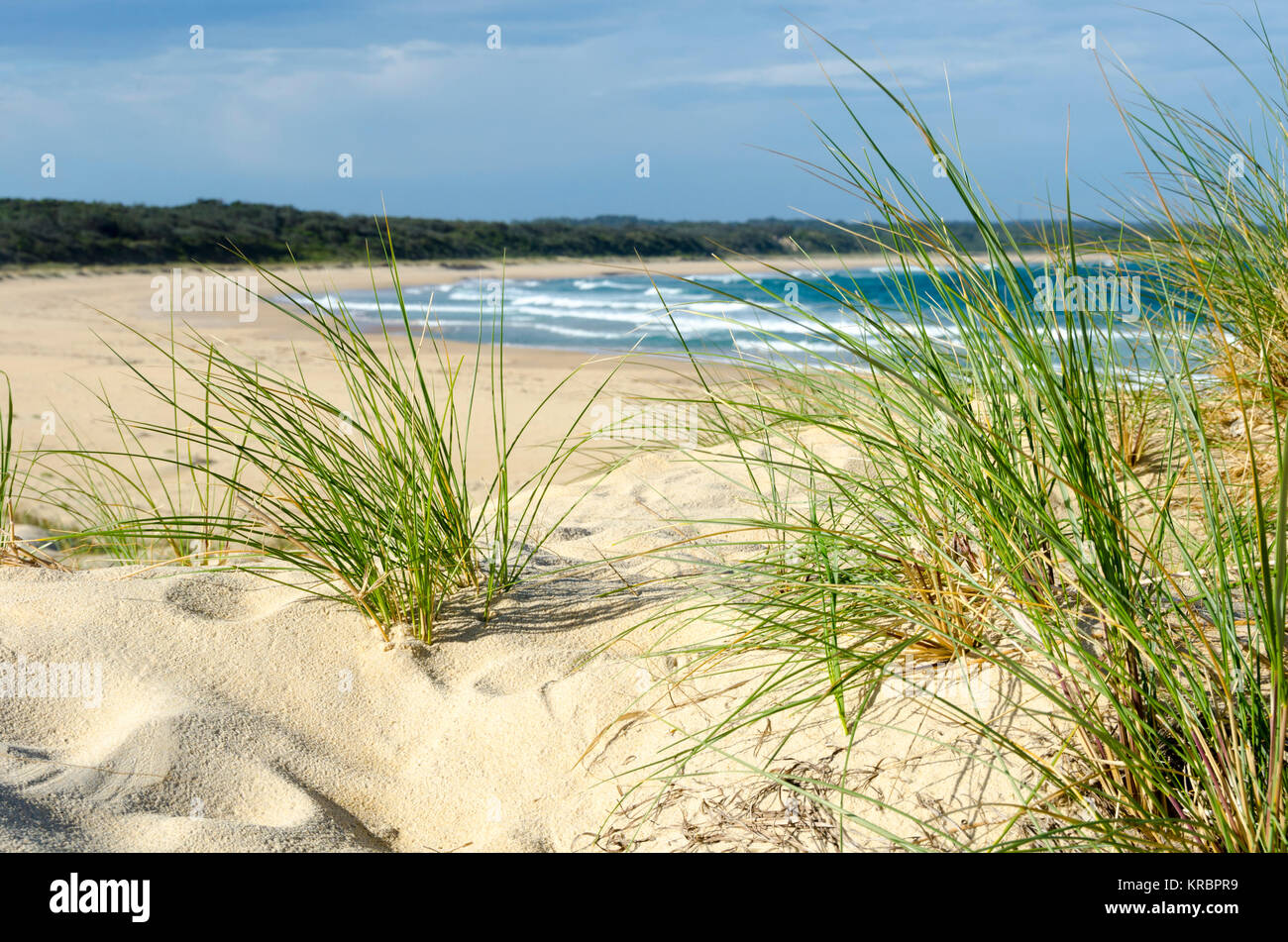 Le dune di sabbia e spiaggia, Wairo Beach, Lake Tabourie, Nuovo Galles del Sud, Australia Foto Stock