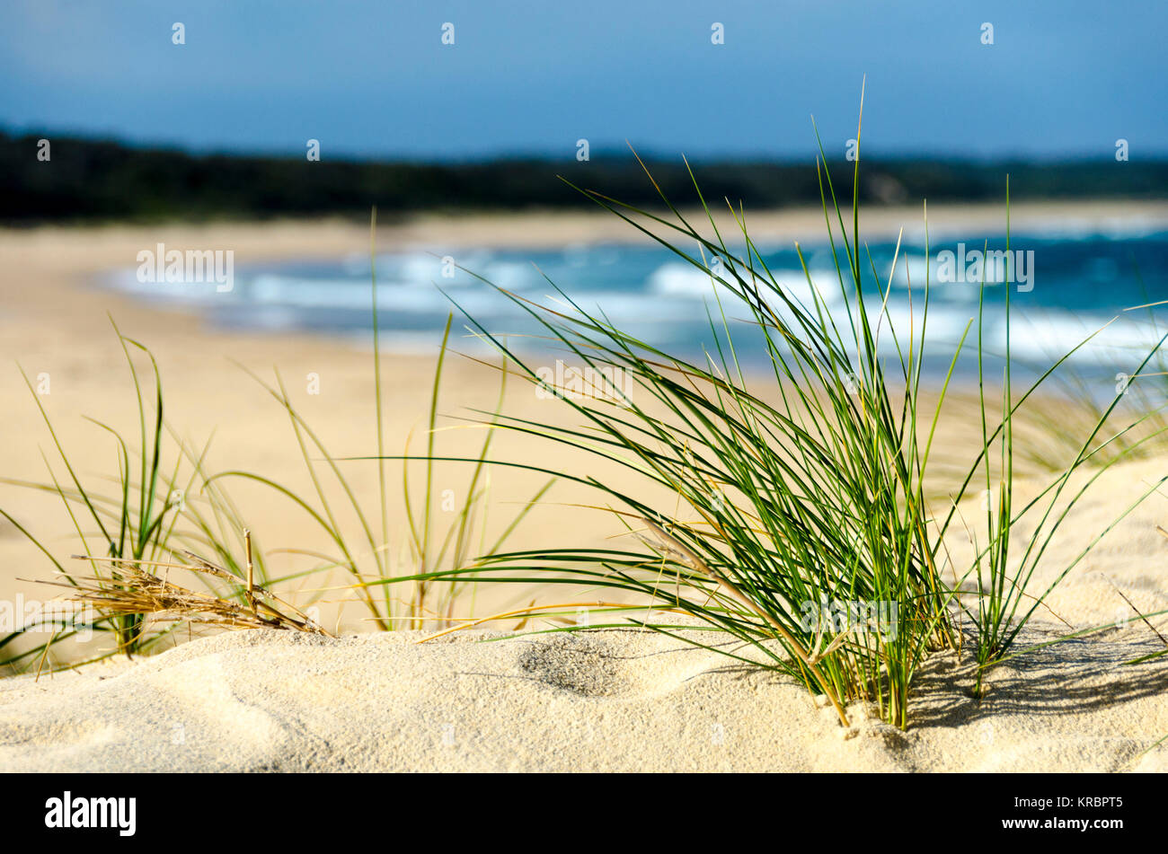 Erba sulle dune di sabbia e spiaggia, Wairo Beach, Lake Tabourie, Nuovo Galles del Sud, Australia Foto Stock