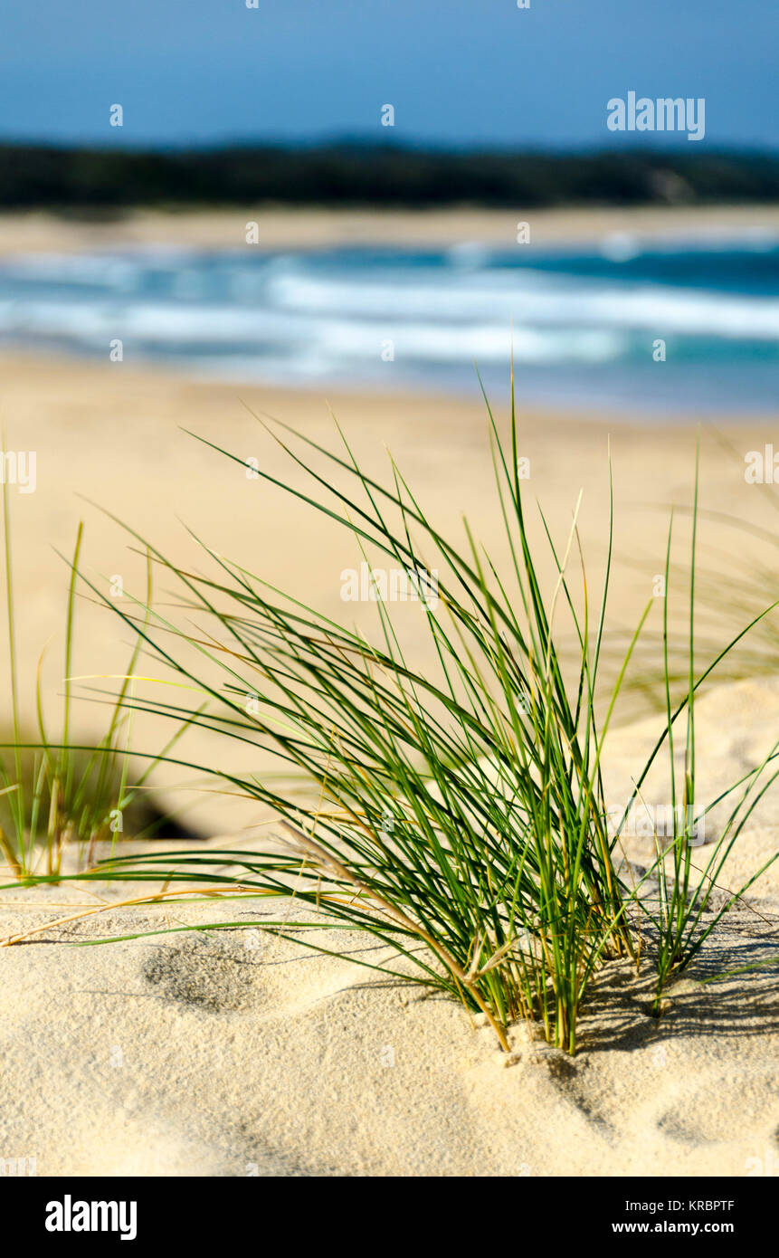 Erba sulle dune di sabbia e spiaggia, Wairo Beach, Lake Tabourie, Nuovo Galles del Sud, Australia Foto Stock