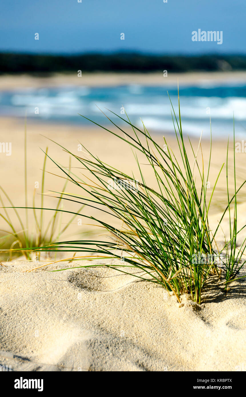 Erba sulle dune di sabbia e spiaggia, Wairo Beach, Lake Tabourie, Nuovo Galles del Sud, Australia Foto Stock