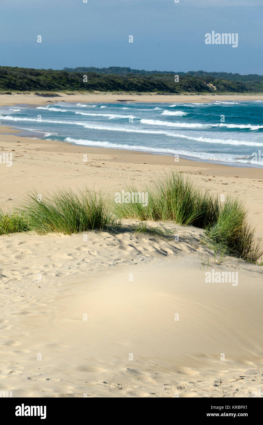 Le dune di sabbia e spiaggia, Wairo Beach, Lake Tabourie, Nuovo Galles del Sud, Australia Foto Stock
