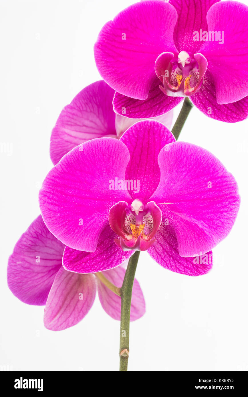 Purple Phalaenopsis orchidee close up Foto Stock