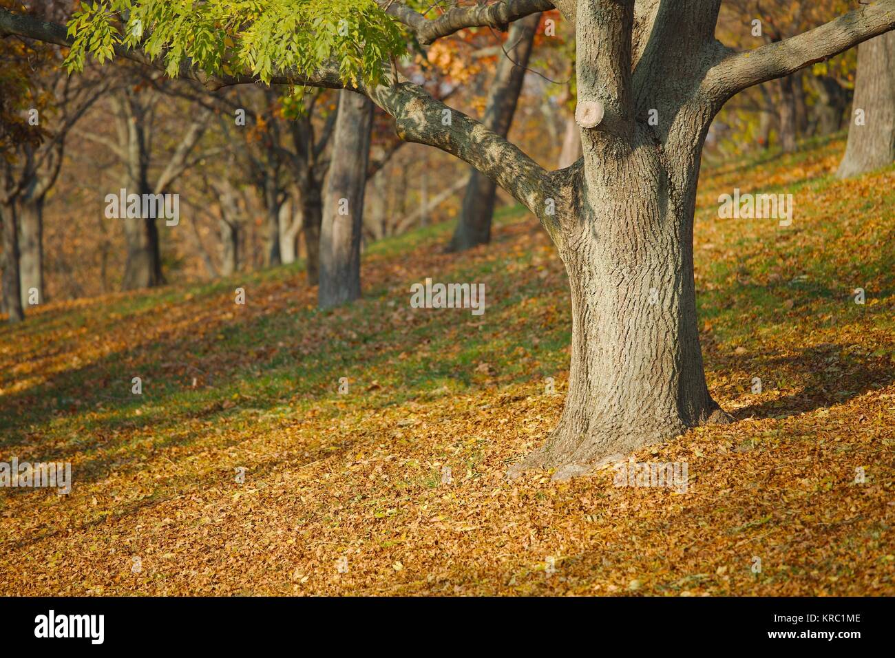 Autumn Tree in posizione di parcheggio Foto Stock