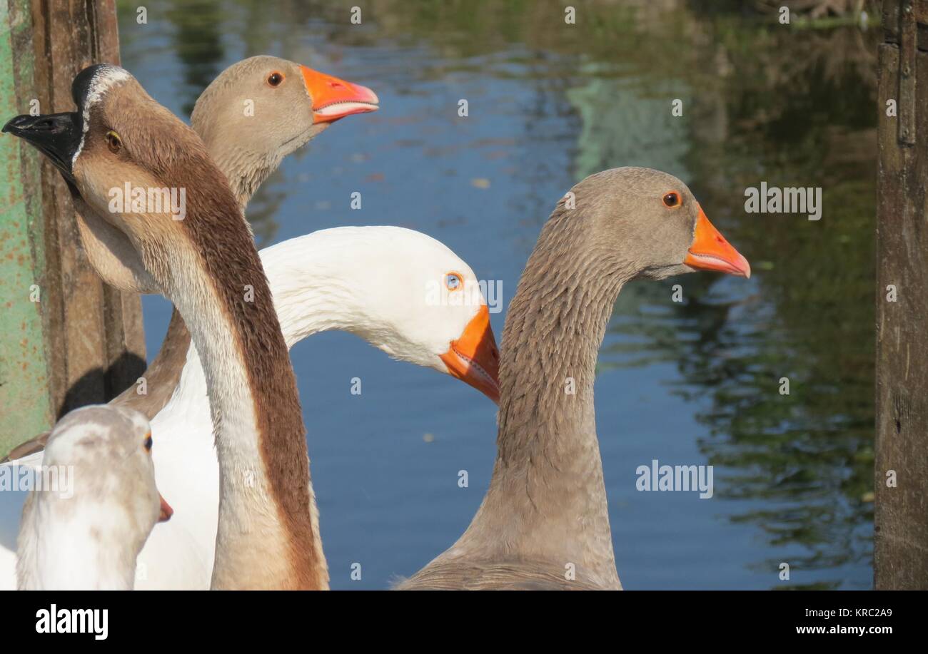 Oche sull'acqua Foto Stock