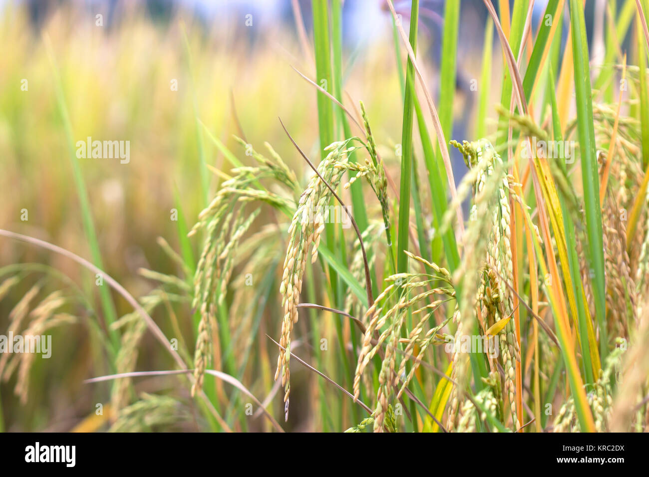 I campi di riso alimenti naturali giardino piantagione zona della Thailandia Foto Stock