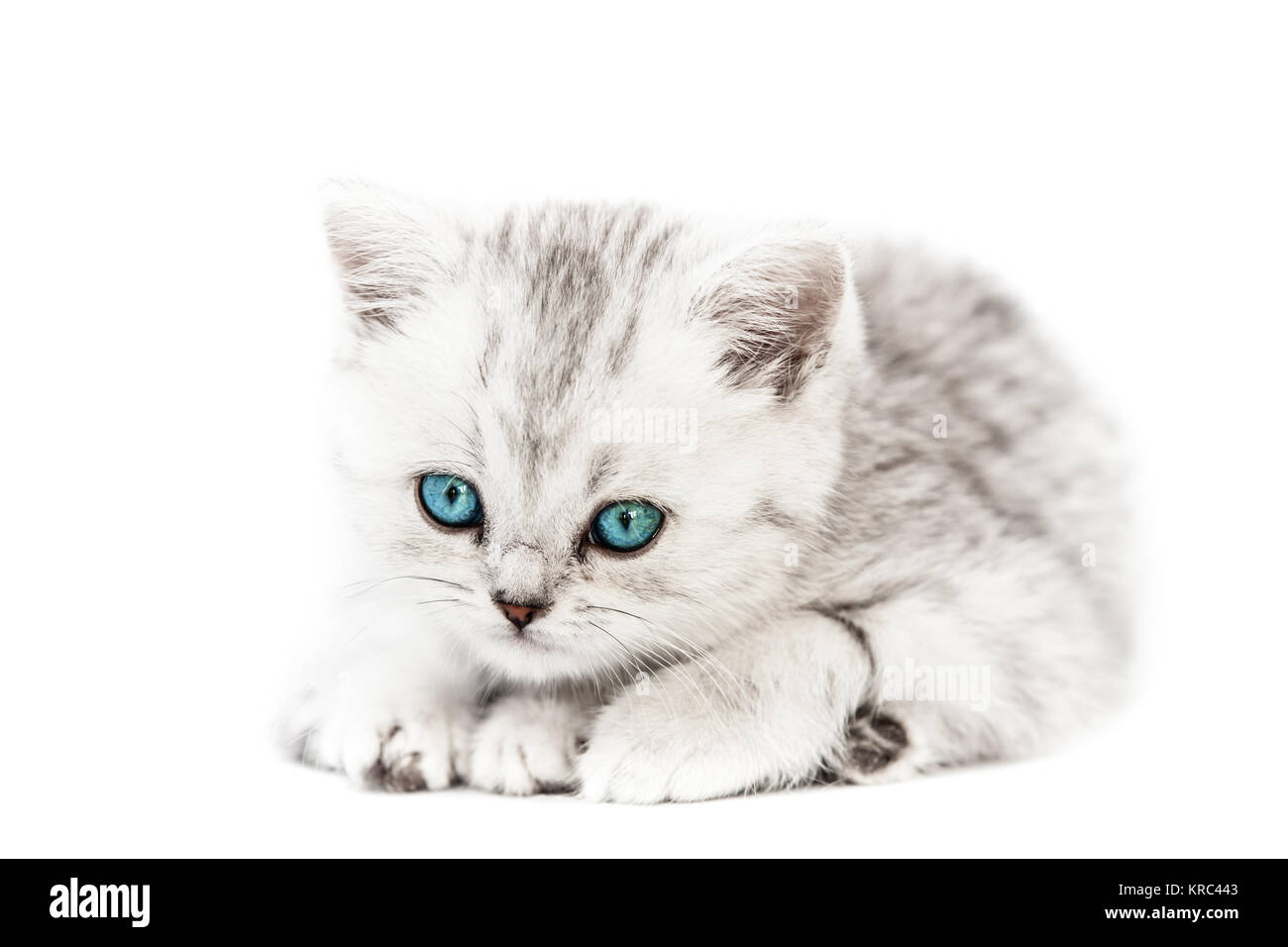 Animale felino pet poco interno britannico silver tabby cat con blue guardando gli occhi Foto Stock