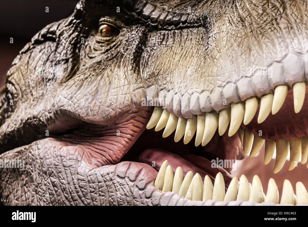 Tirannosauro - preistoria dinosauro che mostra la sua bocca toothy Foto Stock