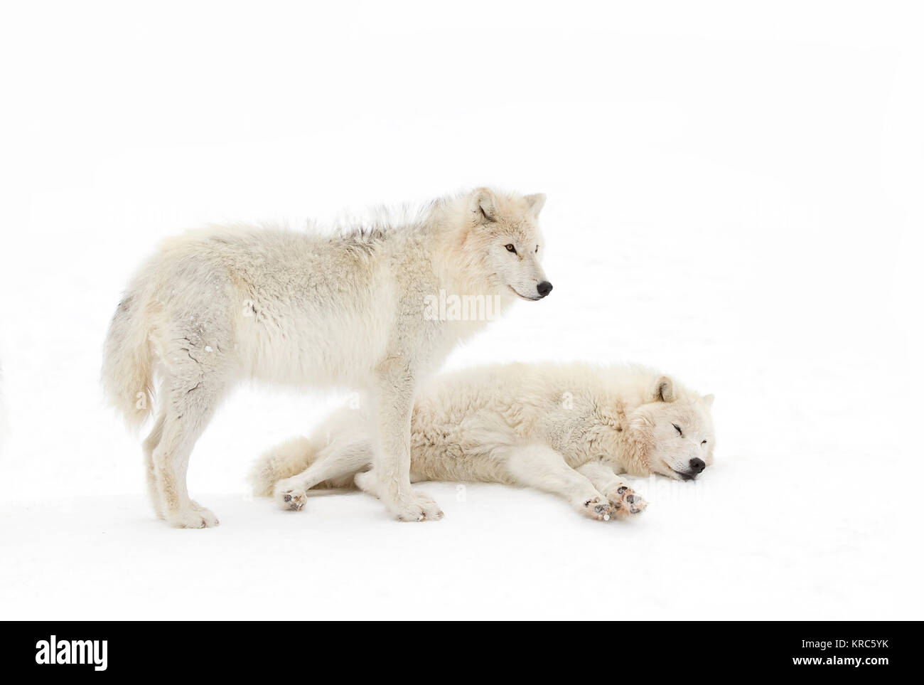 Arctic il lupo (Canis lupus arctos) in piedi nella neve invernale Canada Foto Stock Arctic il lupo (Canis lupus arctos) in piedi nella neve invernale Canada Foto Stock