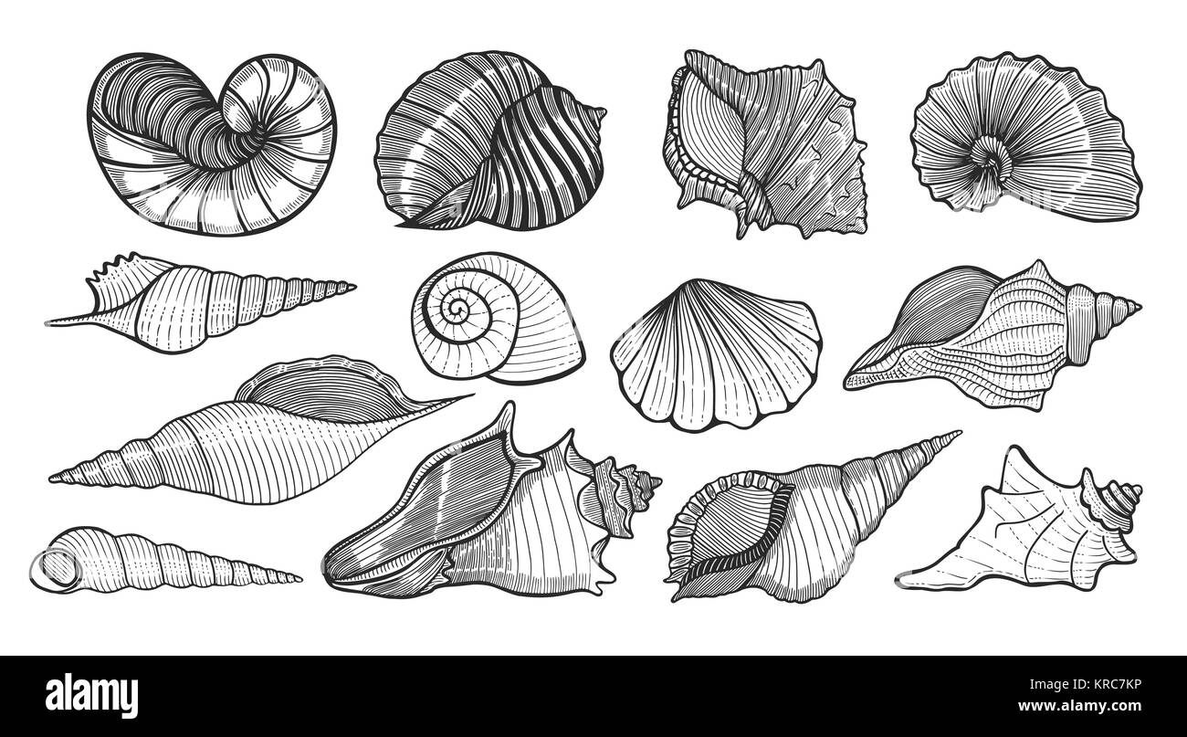 Set di varie bellissimo mollusco conchiglie di mare, sketch illustrazione stile isolato su sfondo bianco. Realistico disegno a mano di conchiglie come conch, k Illustrazione Vettoriale