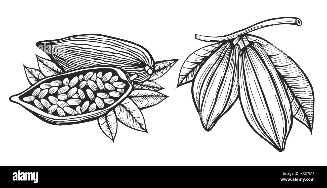 Stile inciso illustrazione le fave di cacao illustrazione. Il cioccolato fave di cacao. Illustrazione Vettoriale Illustrazione Vettoriale
