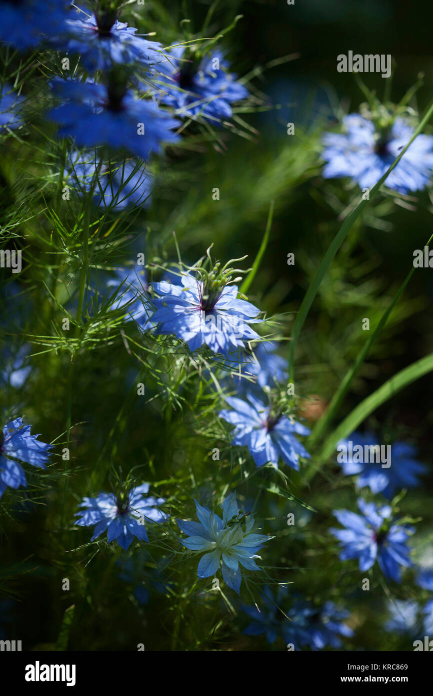 L'amore-in-un-mist, Nigella damascena, massa di colore blu fiori che crescono all'aperto. Foto Stock