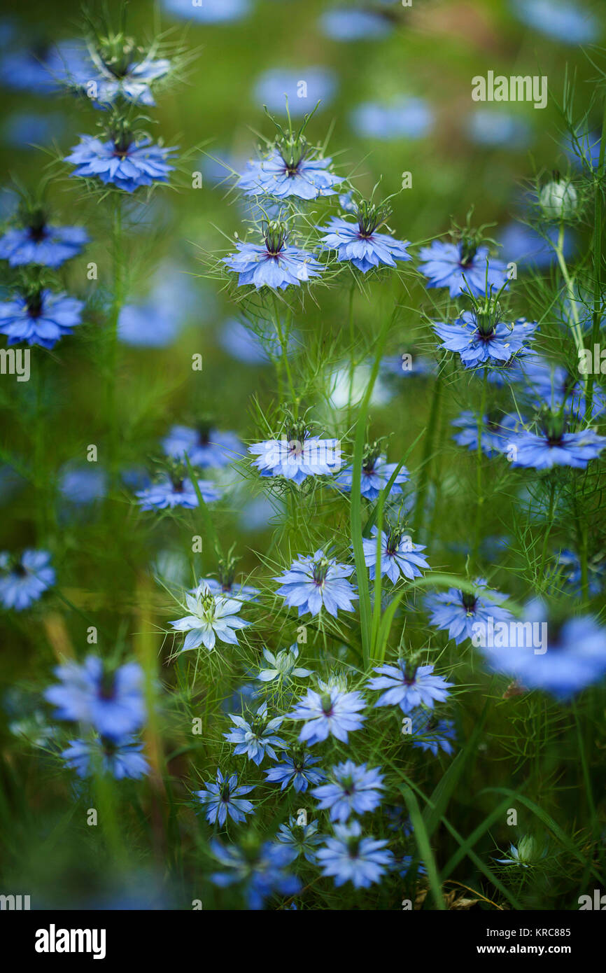 L'amore-in-un-mist, Nigella damascena, massa di colore blu fiori che crescono all'aperto. Foto Stock