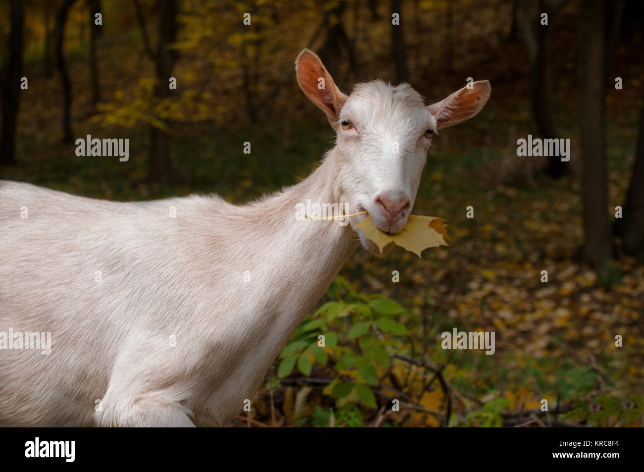 Una capra di mangiare una foglia nella foresta Foto Stock