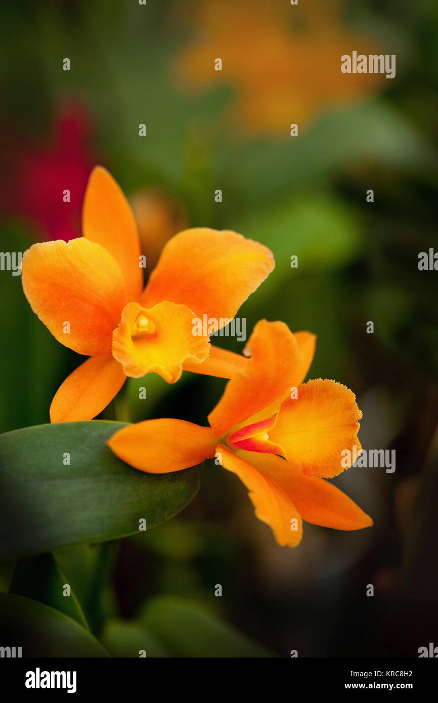 Orchid, Studio shot di colore arancio fiore. Foto Stock