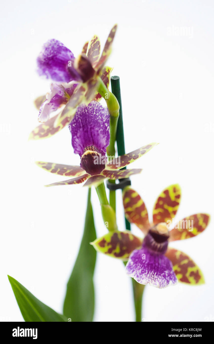 Orchid, Studio shot di viola di fiori colorati. Foto Stock