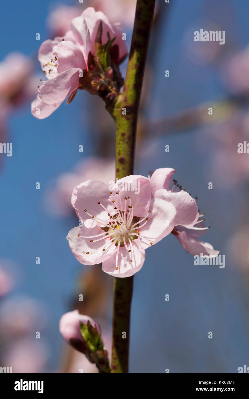 Pesca, Prunus persica, rosa fiori crescono sugli alberi all'esterno. Foto Stock