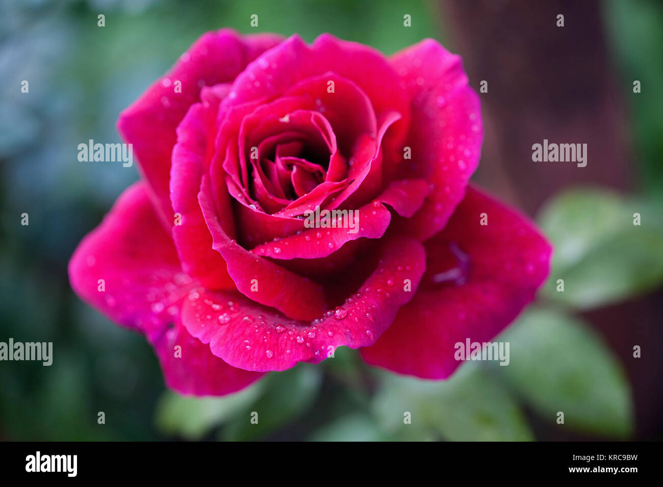 Rosa, Rosa, Close up di colore rosso fiore all'aperto in crescita che mostra pattern di petali. Foto Stock