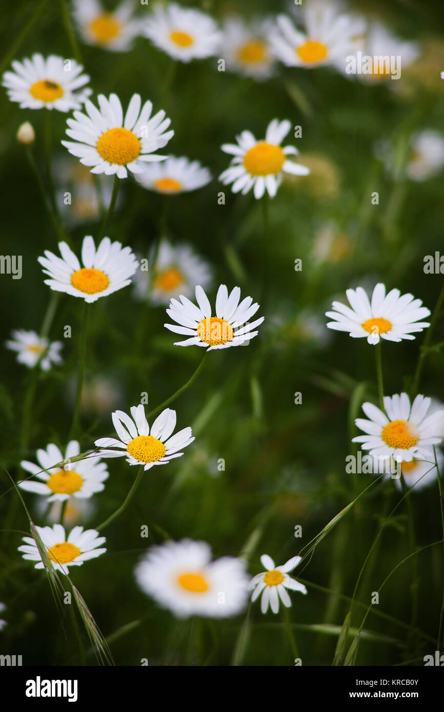 Daisy, Margherita occhio di bue, Leucanthemum vulgarem, abbondanza di wild colorate di bianco fiori che crescono all'aperto. Foto Stock