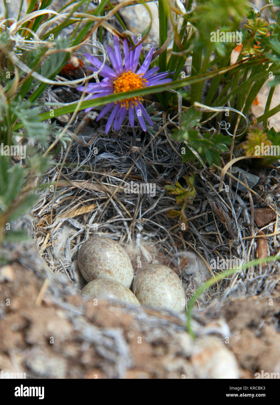 Bird's Nest decorate con splendidi fiori Foto Stock